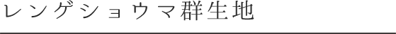 レンゲショウマ群生地